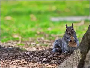 Wiewiórka, Jedzenie