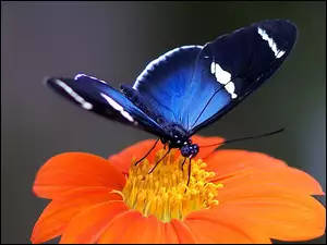 Pomarańczowy, Motyl, Kwiat, Niebieski