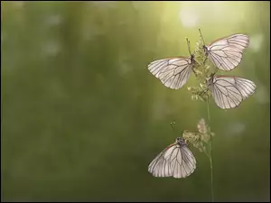 Motyle, Piękne, Srebrne