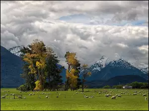 Góry, Nowa Zelandia, Pastwisko, Trey Ratcliff, Owce, Glenarchy