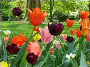 Kolorowe, Drzewa, Tulipany, Trawnik