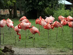 Trawa, Flamingi, Drzewa