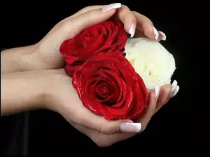 Dłonie, Róże, Biała, Czerwone