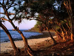 Drzewa, Wybrzeże, Australii