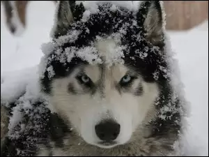 Śnieg, Pies, Husky
