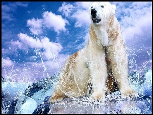Lód, Niedźwiedź, Polarny