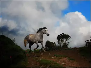 Koń, Pagórek, Siwek, Chmury