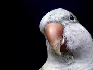 Papuga, Dziób