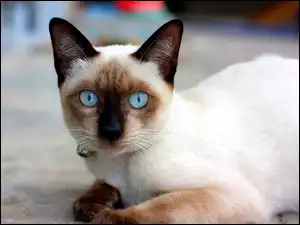 Oczy, Piękny, Syjamski, Kot, Niebieskie