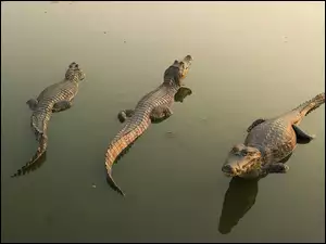 Woda, Trzy, Krokodyle