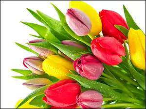 Kolorowe, Rosy, Tulipany, Krople