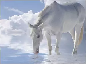 Koń, Chmury, Woda, Niebo