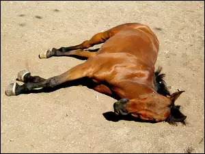 Koń, Odpoczynek