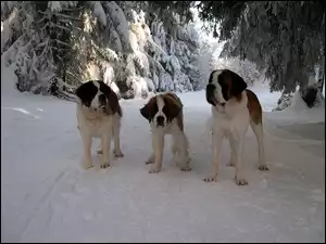 Spacer, Trzy, Zima, Bernardyny, Śnieg