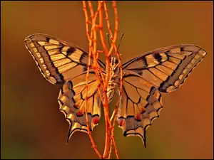 Motyl, Gałązki