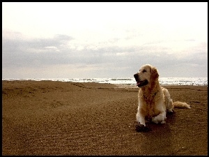 Pies, Morze, Golden Retriever, Plaża