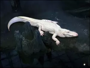 Albinos, Biały, Krokodyl