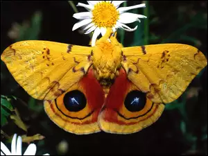 Kwiat, Owad, Motyl