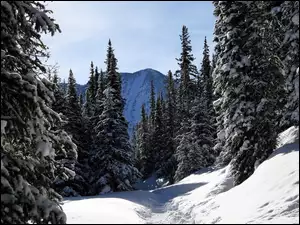Śnieg, Drzewa, Dróżka