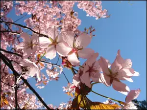 Wiśnia, Kwiaty, Wiosna, Drzewo, Kwitnąca