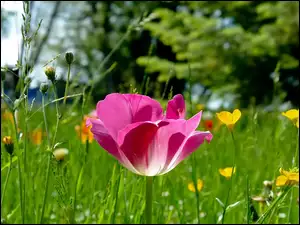 Łąka, Różowy, Tulipan