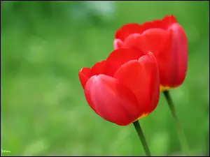 Tulipany, Dwa, Czerwone
