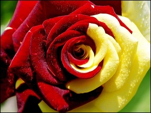 Piękna, Róża, Czerwono, Żółta