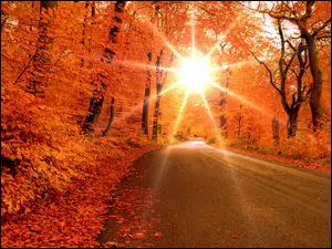 Droga, Słońca, Jesień, Promienie