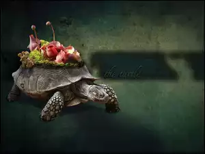 Żółw, Roślinki, Skorupa, Własne