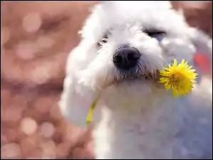 Pies, Kwiat, Maltańczyk, Żółty