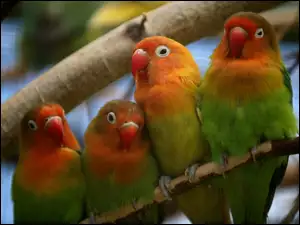 Cztery, Gałęzie, Kolorowe, Papugi
