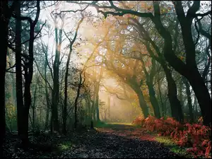 Leśna, Liście, Droga, Drzewa