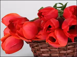 Tulipany, Kosz, Czerwone