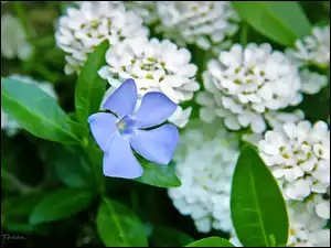Kwiat, Barwinek, Niebieski