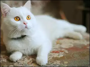 Kot, Biały, Leżący