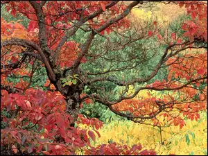 Drzewo, Las, Kolorowe, Liście