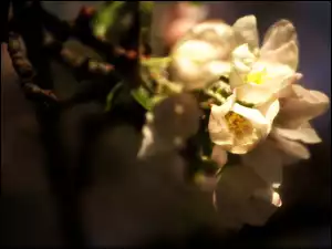 Jabłoń, Białe, Kwiaty