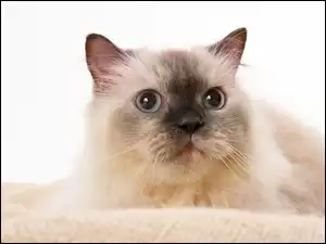 Kot syjamski, Oczy