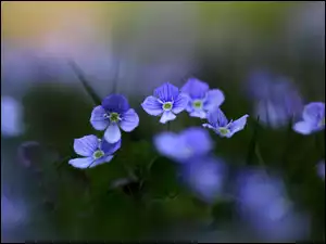 Kwiatuszki, Polne, Błękitne
