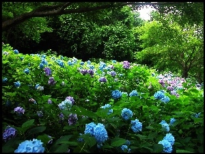 Drzewa, Ogród, Niebieska, Hortensja, Różowa