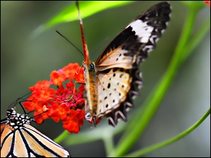 Łodyżki, Motyle, Kwiatek
