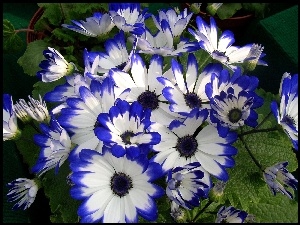 Cyneraria, Niebiesko, Biała