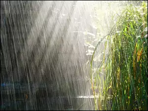 Trawa, Deszcz, Wysoka