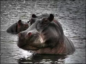 Woda, Dwa, Hipopotamy