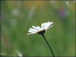 Zieleń, Margerytka, Kwiat