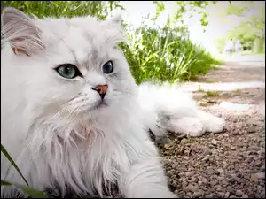 Kot, turecka angora