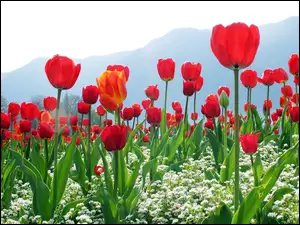 Góry, Czerwone, Białe, Tulipany, Kwiatki