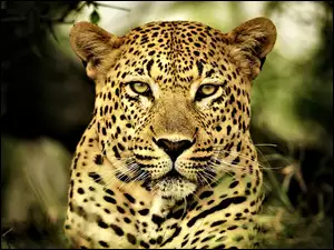Futro, Leopard, Oczy