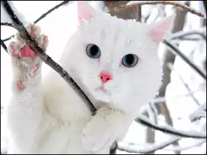 Gałązki, Biały, Kot