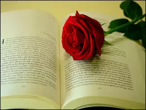 Róża, Książka, Czerwona